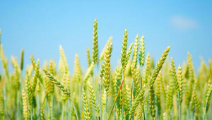 700余份新品系和52个新品种正在开展小麦耐盐碱鉴定