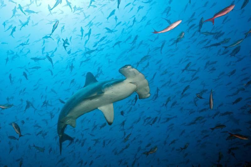 阿联酋对鲨鱼捕捞的季节性禁令开始