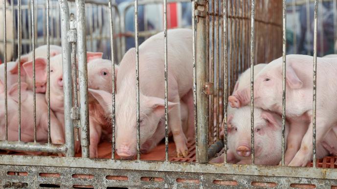 农业农村部：1月全国批发市场白条猪每公斤23.72元 环比下降18.8%