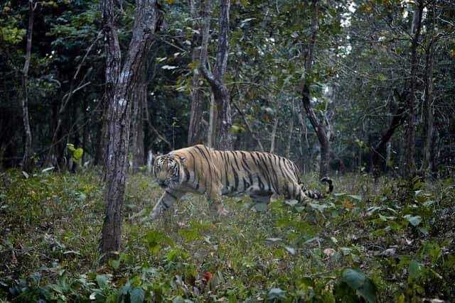 柬埔寨将从印度引进4只老虎