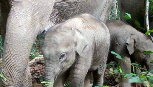 环保部透露，柬埔寨有400-600头野生大象