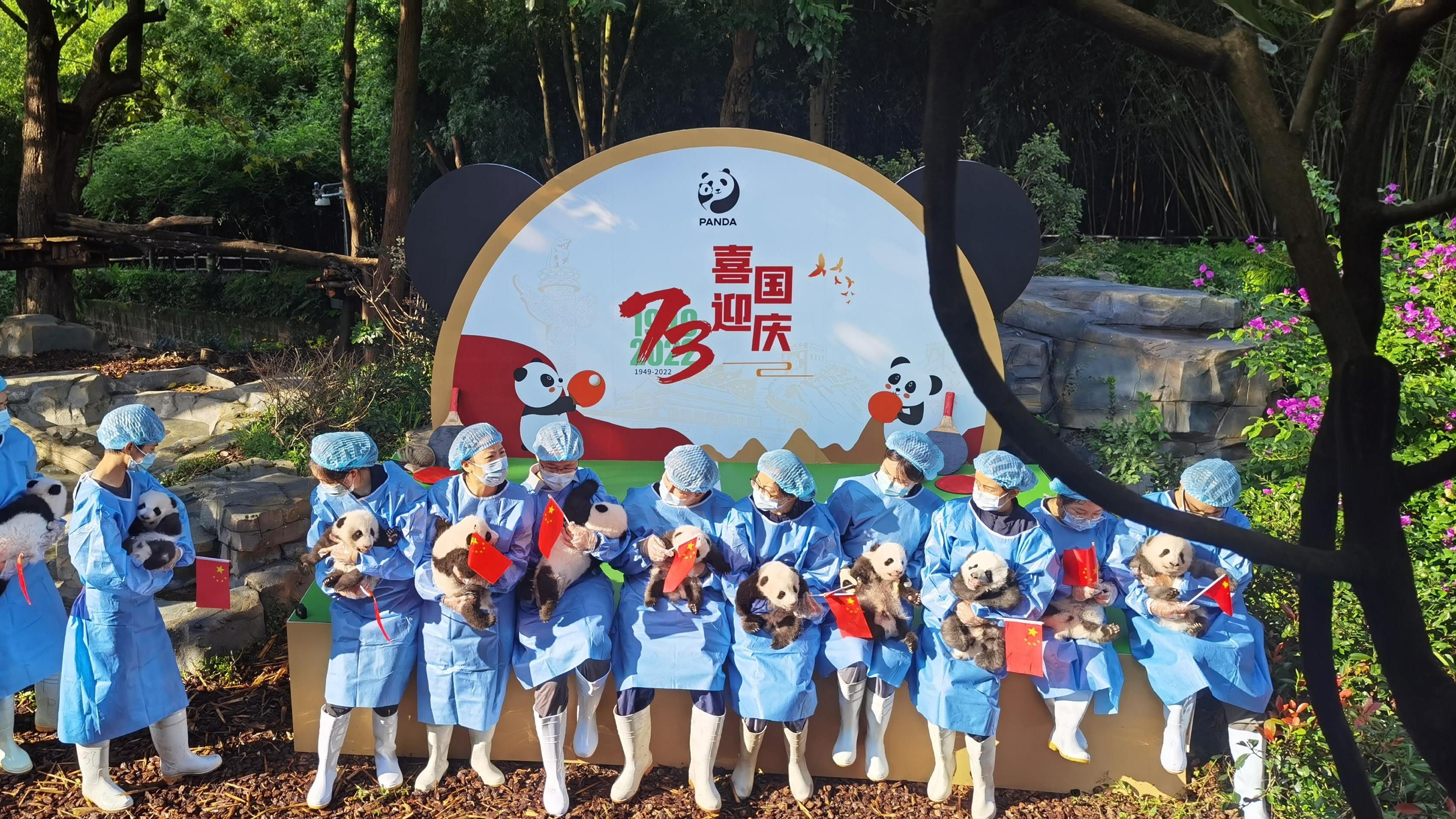 熊猫基地2022级新生大熊猫宝宝集体亮相