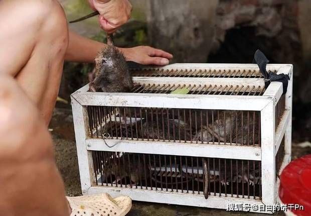 越南、柬埔寨偏远地区深受人们喜爱的美食居然是老鼠