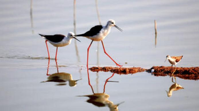 中国黄（渤）海候鸟栖息地（第二期）被列入《世界遗产名录》