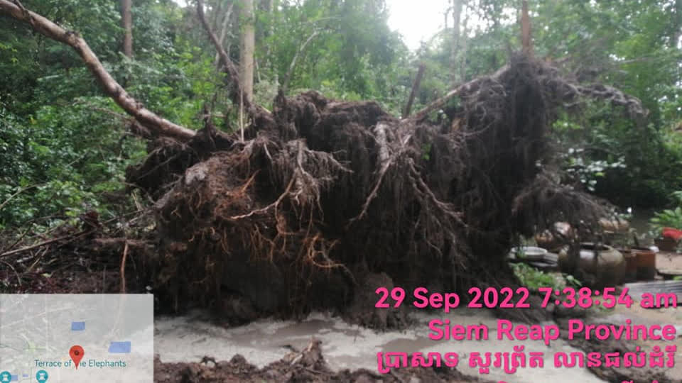 警惕暴风雨！柬埔寨仙女机构呼吁游客小心大树倒塌